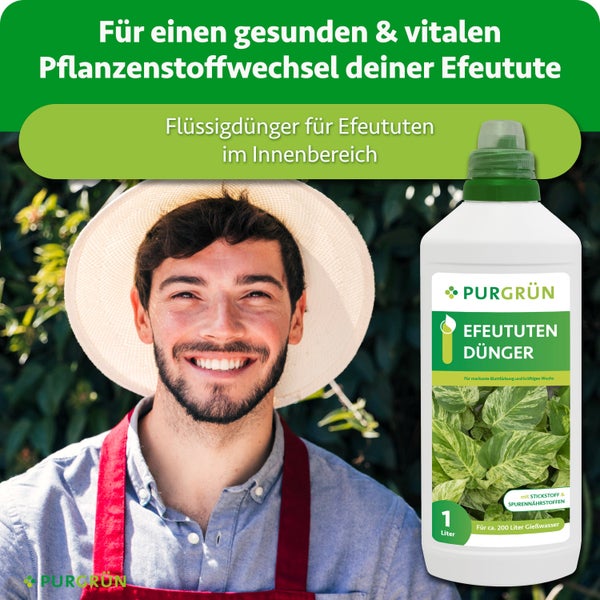 Eine Flasche Purgrün Efeututen Dünger Konzentrat zur Pflege von Zimmerpflanzen mit Dosierkappe für zweihundert Liter Gießwasser.