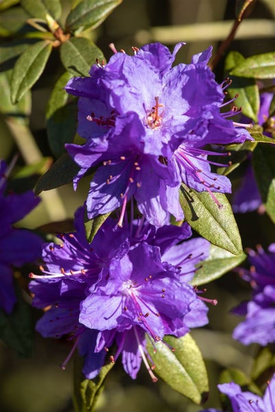 Rhododendron impeditum, Zwerg-Rhododendron, lila, 25–30 cm