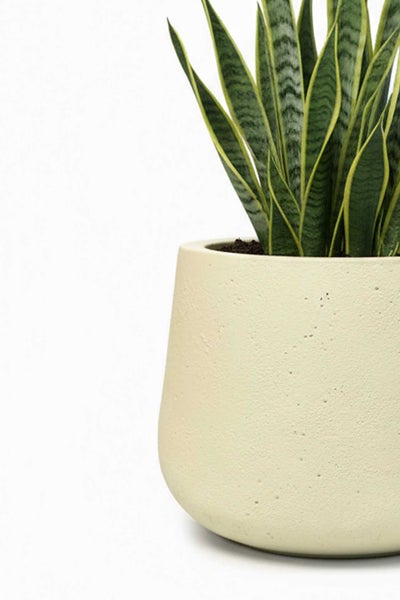 Bogenhanf Sansevieria in einem cremefarbenen strukturierten Übertopf aus Keramik.