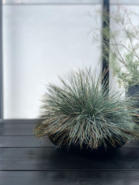 Blauschwingel Festuca glauca in einer schwarzen Pflanzschale auf einer dunklen Holzterrasse.