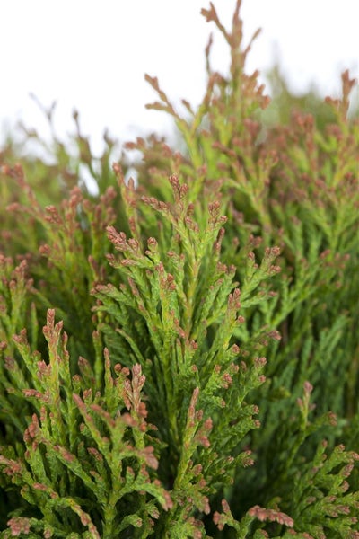 Thuja occidentalis 'Miky', Lebensbaum, kompakt, 20–25 cm