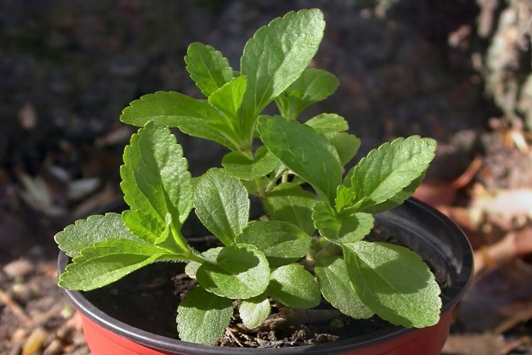 SAFLAX Anzucht Set - Stevia Süßkraut - Stevia rebaudiana - 100 Samen - Mit Mini-Gewächshaus, Anzuchtsubstrat und 2 Töpfen