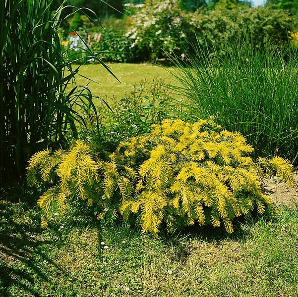 Taxus baccata 'Semperaurea', Gelbe Eibe, immergrün, 20–25 cm