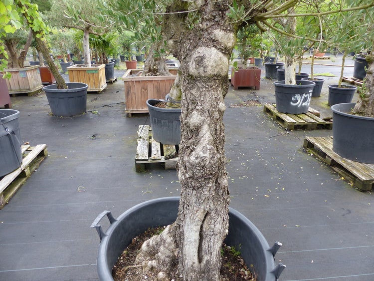 Olivenbaum in einem großen Kunststoffpflanzkübel in einer Gärtnerei umgeben von weiteren Bäumen in Kübeln und Holzpflanzkästen.