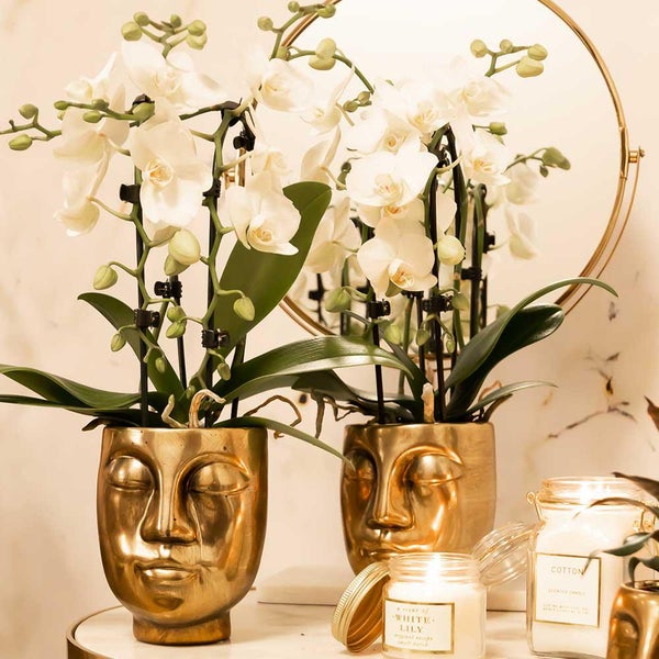 Kolibri Orchids weiße Phalaenopsis-Orchidee Niagara Fall Topfgröße 9cm blühende Zimmerpflanze frisch vom Züchter
