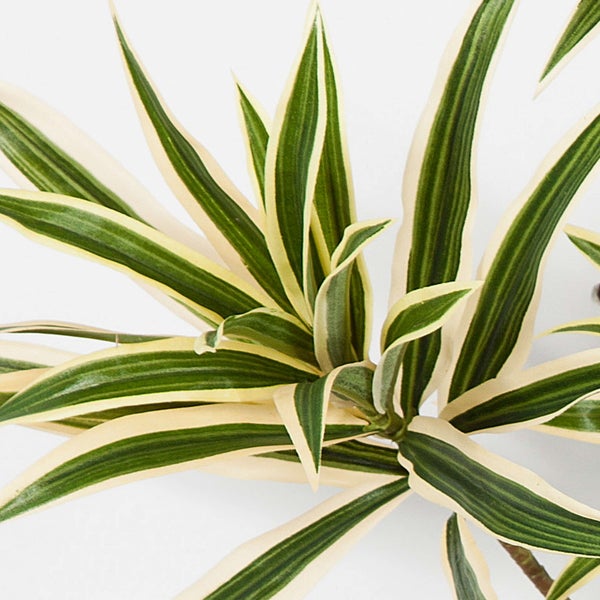 Zimmerpflanze Drachenbaum Dracaena reflexa Song of India mit panaschierten Blättern