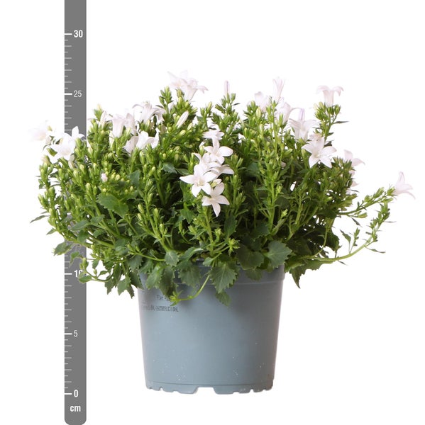 Weiße Glockenblume im grauen Topf mit einer Messskala von circa 25 Zentimetern.