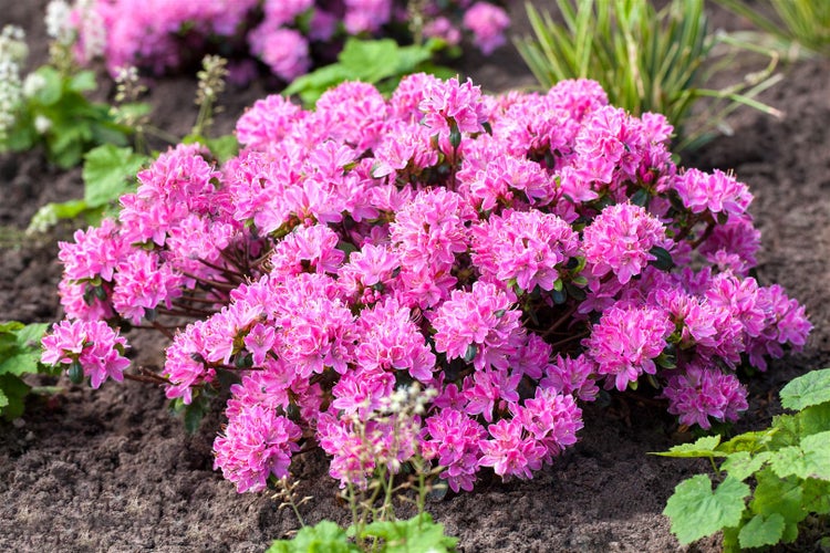 Rhododendron obt. 'Kermesina Rose', rosa Blüten, 30–40 cm