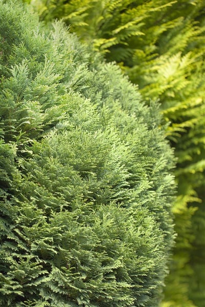 Chamaecyparis lawsoniana 'Minima Glauca', Zwergzypresse, blaugrün, 15–20 cm