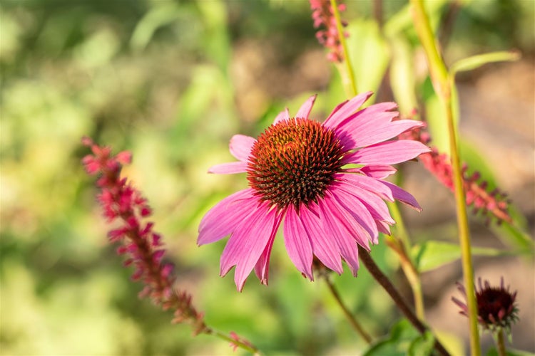 Nahaufnahme einer rosafarbenen Sonnenhutblüte im Garten