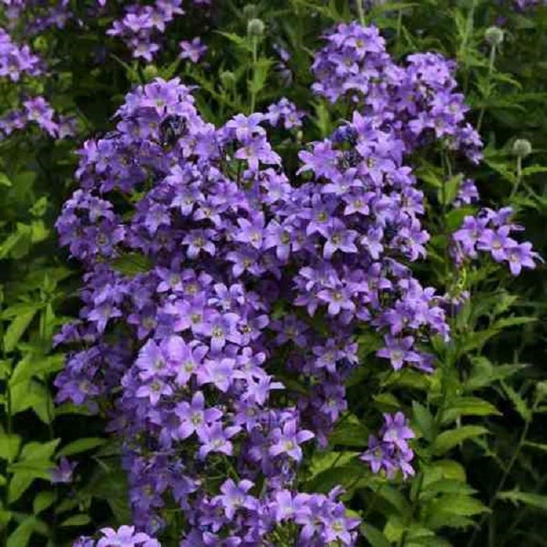 Nahaufnahme einer Traube von Glockenblumen in voller Blüte