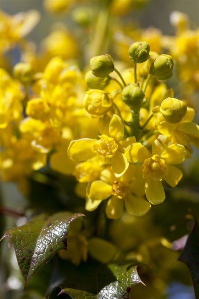 Mahonia aquifolium, Gewöhnliche Mahonie, immergrün, 30–40 cm