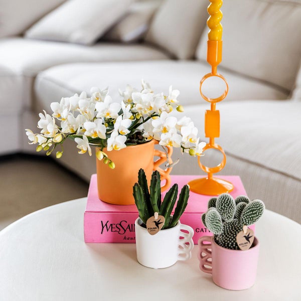 Weiße Orchideen und Kakteen in dekorativen Tassen mit Kolibri Logo auf einem Tisch in einem hellen Raum.