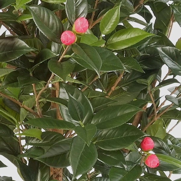 Kamelie mit dunkelgrünen glänzenden Blättern und rosafarbenen Blütenknospen