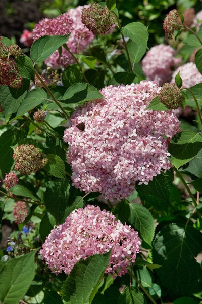 Hydrangea arborescens 'Pink Annabelle', rosa, 40–60 cm