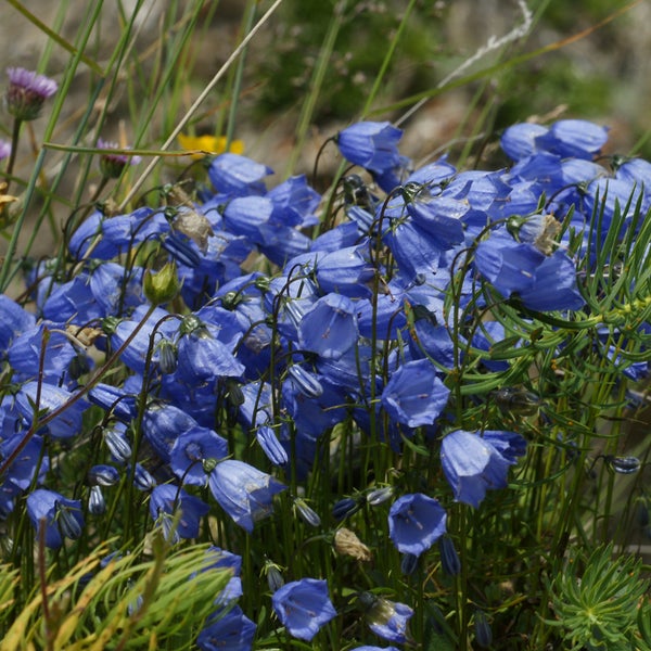 Glockenblumenbeet mit blauen Blüten