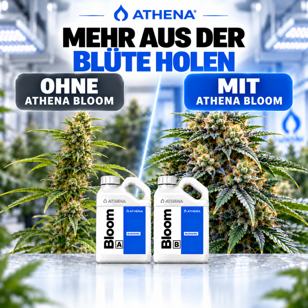 Athena Bloom Pflanzendünger Vergleichsbild mit Vorher Nachher Effekt auf Hanfpflanzen und Athena Logo