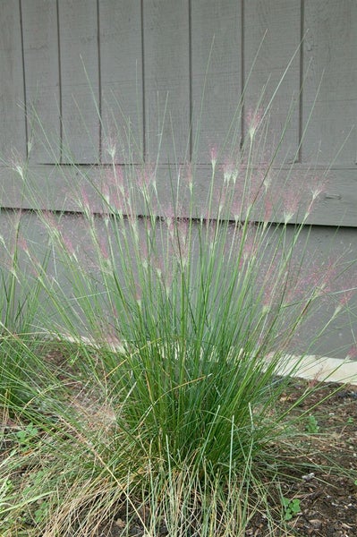 Muhlenbergia capillaris, rosa Blüten, ca. 9x9 cm Topf