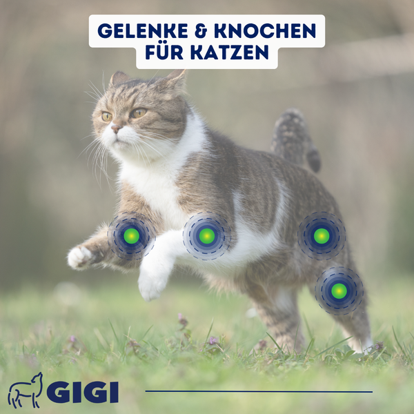 Katze springt mit Hervorhebung der Gelenke und Knochen für Katzen