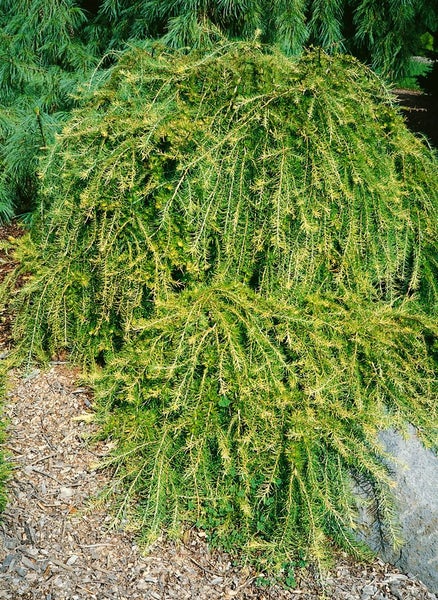 Hänge-Lärche im Garten