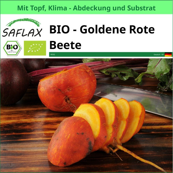 SAFLAX Garden to go - BIO - Goldene Rote Beete - Beta vulgaris - 50 Samen - Mit Topf, Klima - Deckel und Anzuchtsubstrat