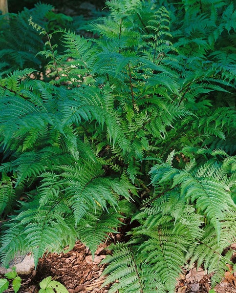 Athyrium filix-femina 'Lady in Red', roter Stiel, ca. 9x9 cm Topf