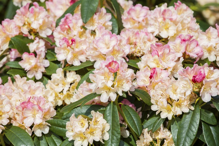 Nahaufnahme von Rhododendronblüten