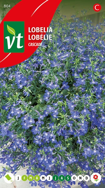 Lobelia Cascade Pflanzenbild