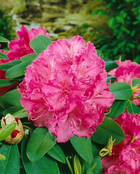 Rhododendron Hybr. 'Germania', Rhododendron, rosa Blüten, 40–50 cm