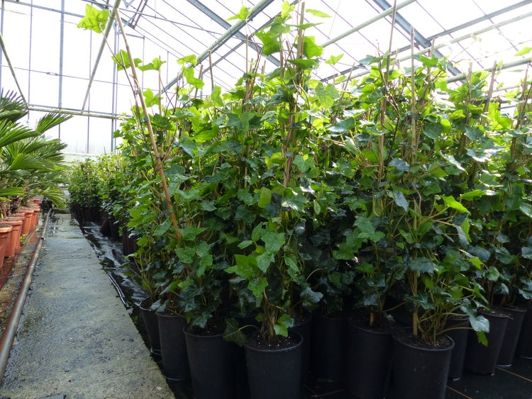 10 Stück Efeu Hedera helix 100 - 120 cm Heckenpflanze winterhart Kletterpflanze Hecke Sichtschutz blickdicht