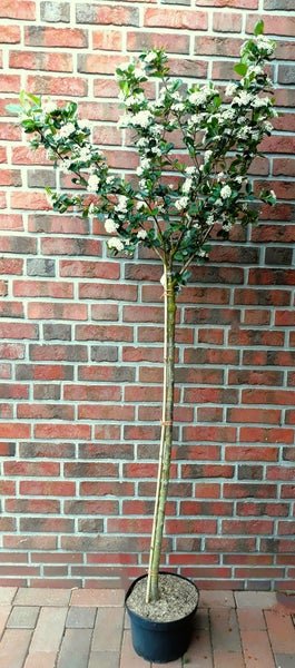 Aronia prunifolia 'Nero', Apfelbeere,  Gesamthöhe 180-190 cm, Stammhöhe: 125 cm