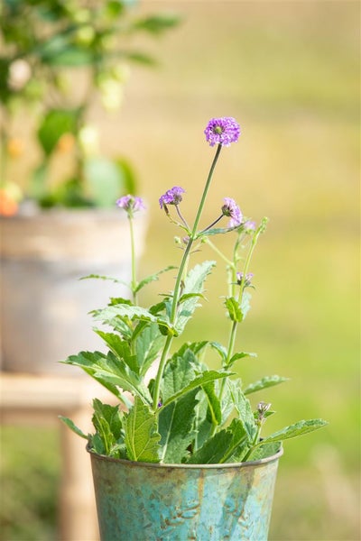 Verbena rigida, Vervain, violett, ca. 9x9 cm Topf