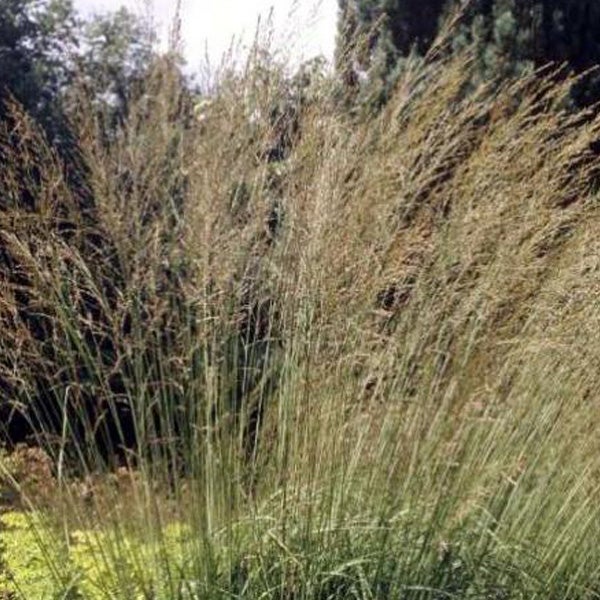 Dekorative Rutenhirse im Garten.