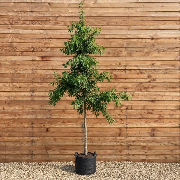 Ein Ginkgobaum mit gefächerten Blättern, gepflanzt in einem schwarzen Pflanzbeutel vor einer Holzwand.