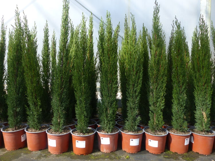 3 x Mittelmeerzypresse Cupressus Sempervirens Totem 100 - 120 cm Toskana Zypresse