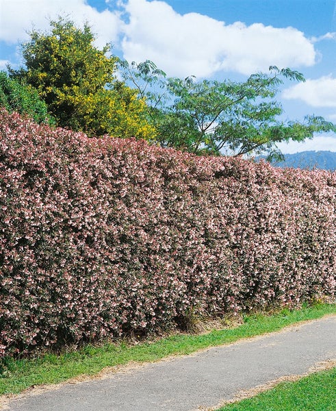 Abelia grandiflora, Glanzmispel, 30–40 cm