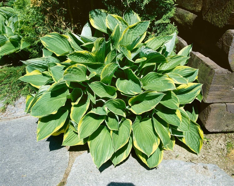 Funkie Pflanze mit grün gelben Blättern im Garten
