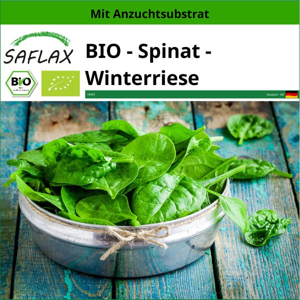 SAFLAX  - BIO - Spinat - Winterriese - Spinacia oleracea - 250 Samen - Mit keimfreiem Anzuchtsubstrat