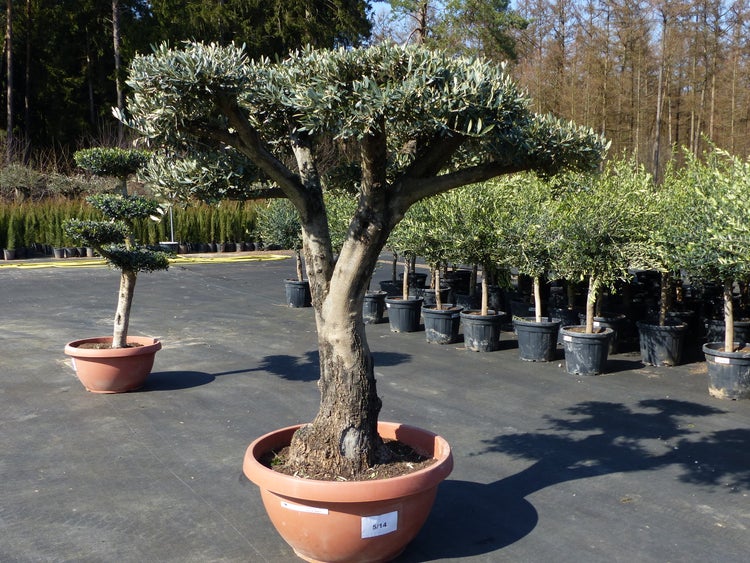 Olivenbaum Pon Pon 200 cm Bonsai Formgehölz, winterhart