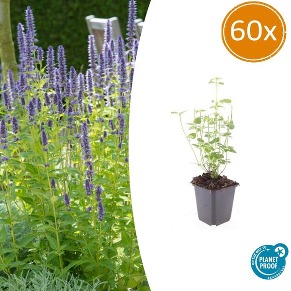 60 Stück Agastache im Topf, blühende Stauden im Garten und einzelne Jungpflanze, zertifiziert nachhaltige Produktion.