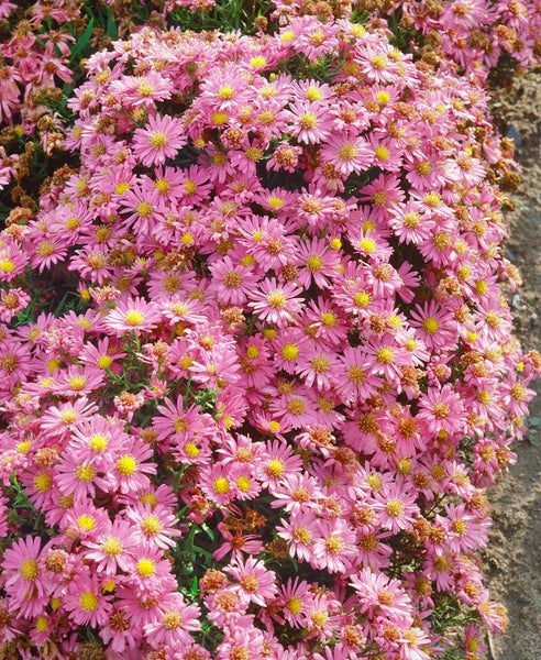 Aster dumosus 'Kassel', Kissen-Aster, violett, ca. 9x9 cm Topf