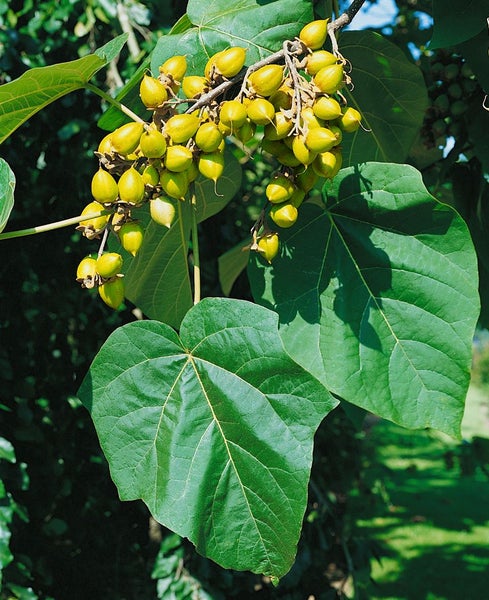 Paulownia tomentosa, Blauglockenbaum, 80–100 cm
