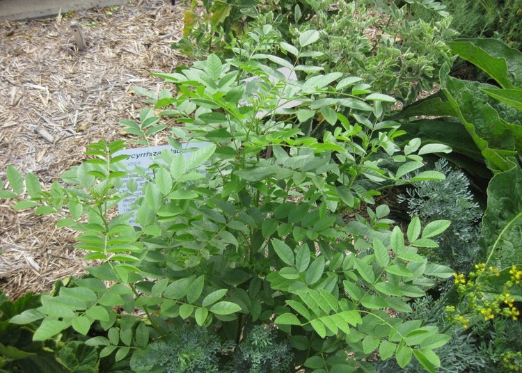 SAFLAX Garden to go - Süßholz / Lakritze - Glycyrrhiza glabra - 30 Samen - Mit Topf, Klima - Deckel und Anzuchtsubstrat