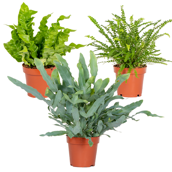 3x Luftreiniger Farn-Mix – Asplenium-Phlebodium-Nephrolepis – ⌀12 cm – ⌀25-35 cm