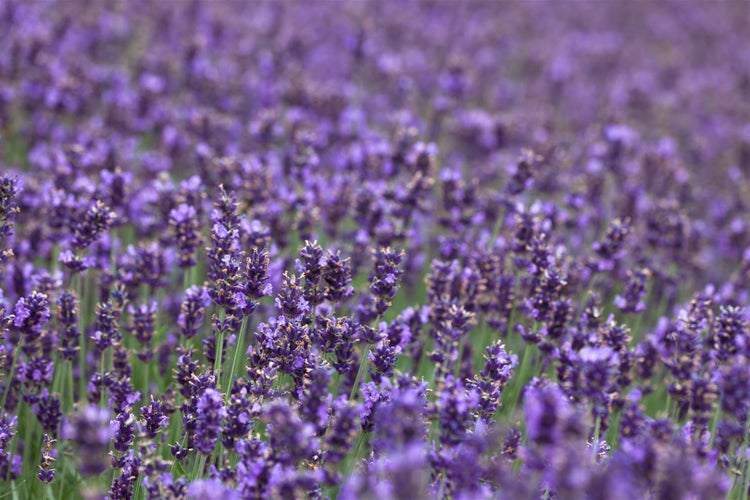 Lavandula angustifolia 'Hidcote Blue', Lavendel, blau, ca. 9x9 cm Topf
