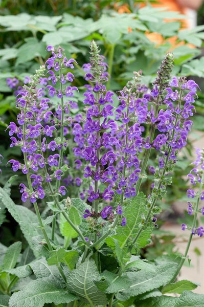 Salvia nemorosa 'Mainacht', Steppensalbei, violettblau, ca. 9x9 cm Topf