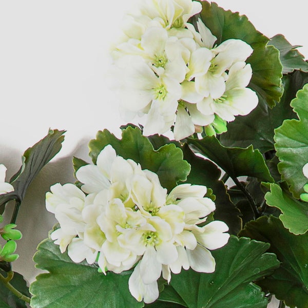 Weiße Pelargonie mit grünen Blättern, Geranie für Garten und Balkon.