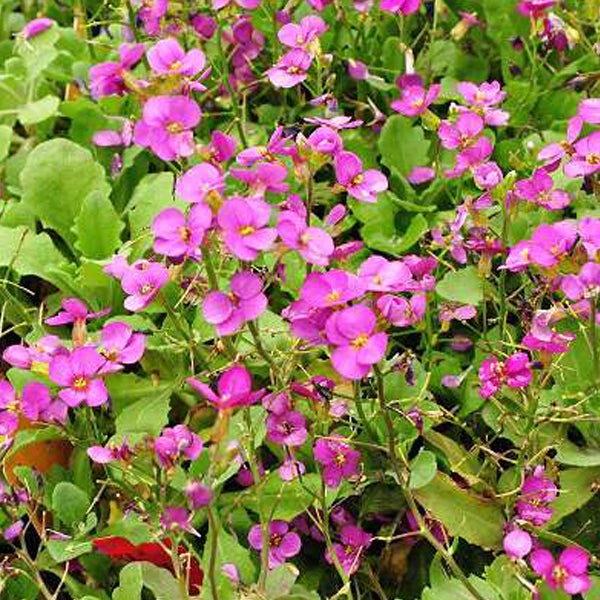 Blühende Aubrieta-Pflanze im Detail