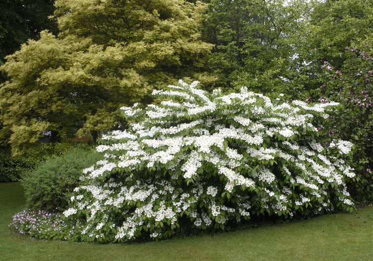 Deutzie im Garten mit üppigen weißen Blüten