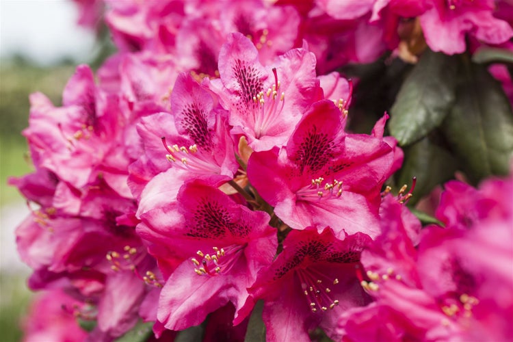 Rhododendron Hybr. 'Erato', Rhododendron, 40–50 cm, rot